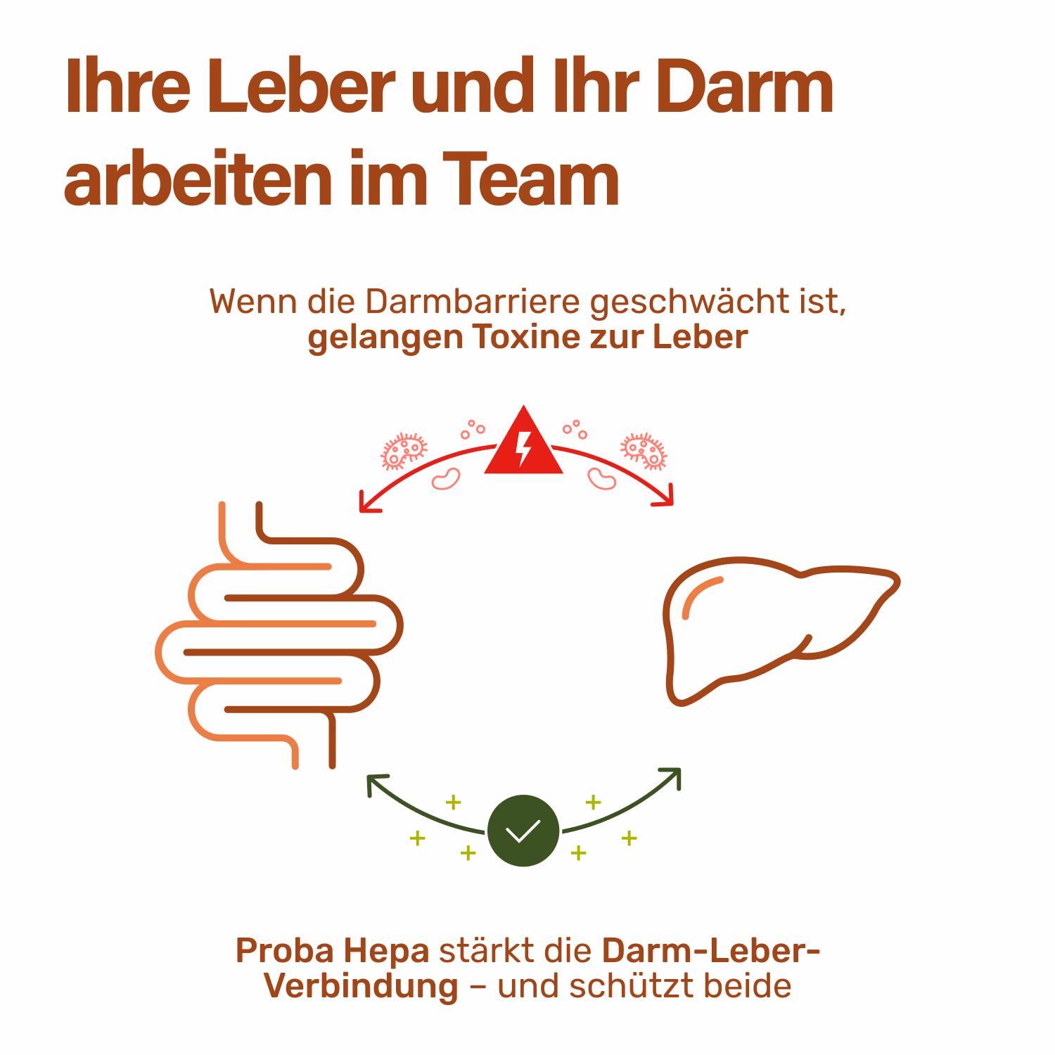 Leber-Darm-Verbindung