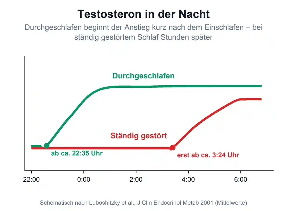 Animierte Kurve: Testosteron steigt in einer durchgeschlafenen Nacht ab 22:35 Uhr, bei ständig gestörtem Schlaf erst ab 3:24 Uhr